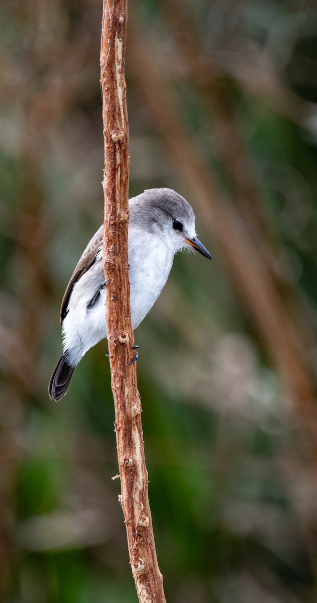 White-headed Marsh Tyrant - ML637047418