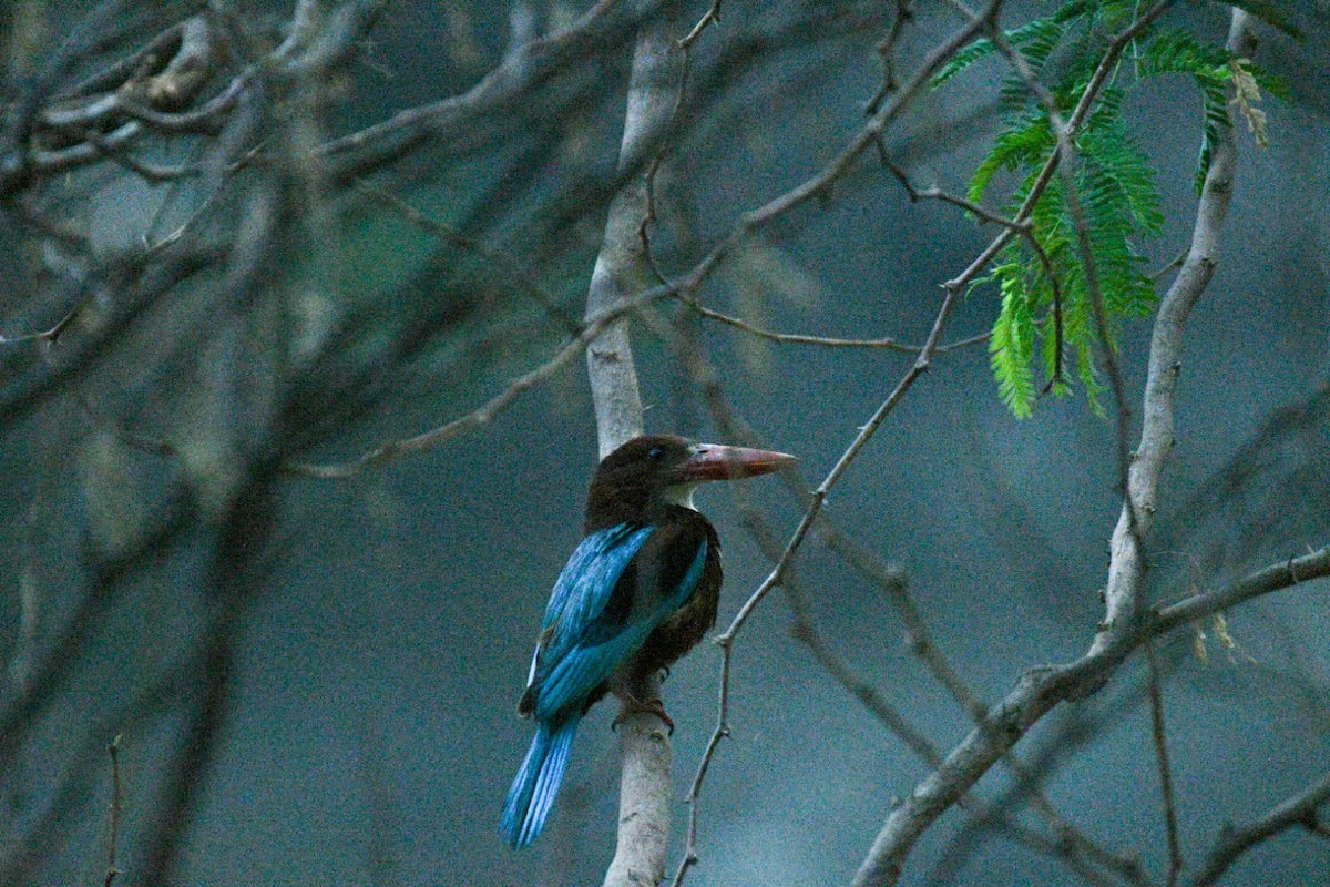 White-throated Kingfisher - ML637047420