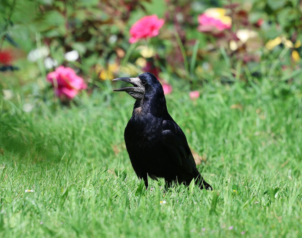 Rook - ML637047424