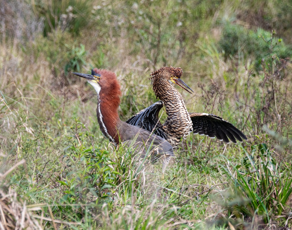 Rufescent Tiger-Heron - ML637047426