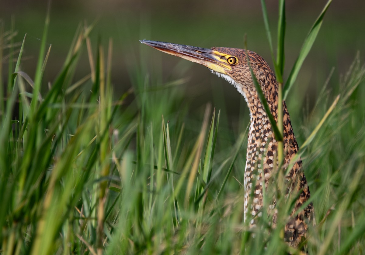 Rufescent Tiger-Heron - ML637047427