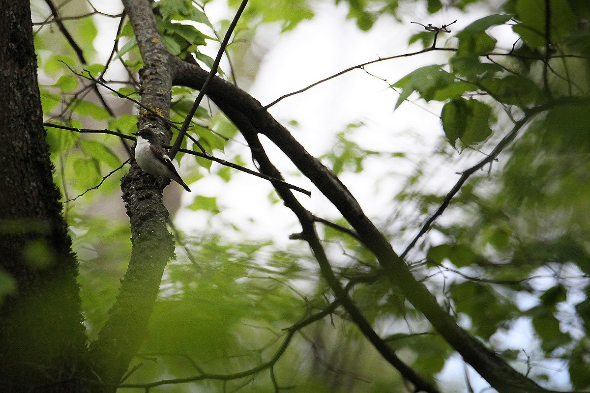European Pied Flycatcher - ML637047430