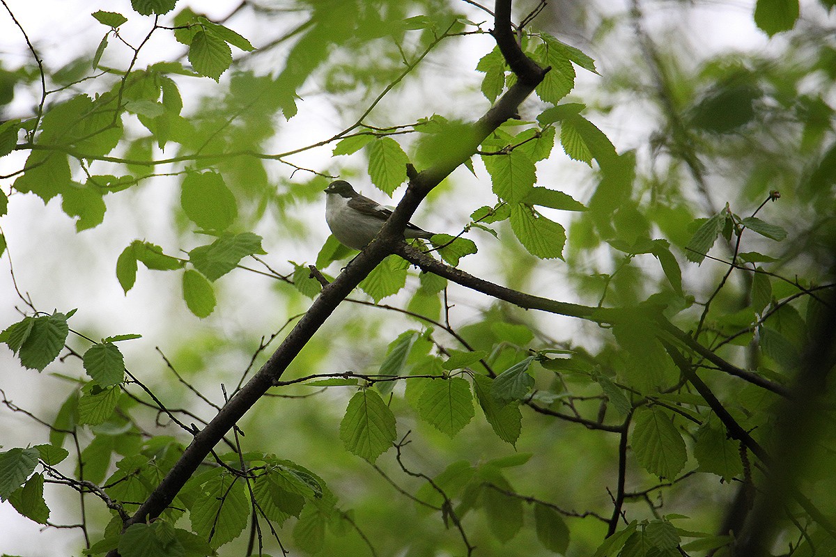 European Pied Flycatcher - ML637047431
