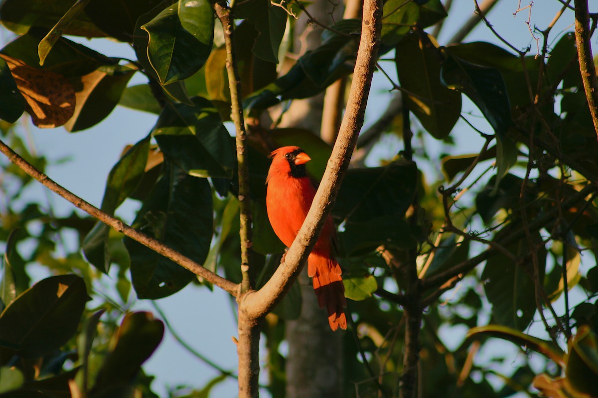 Northern Cardinal - ML637047432