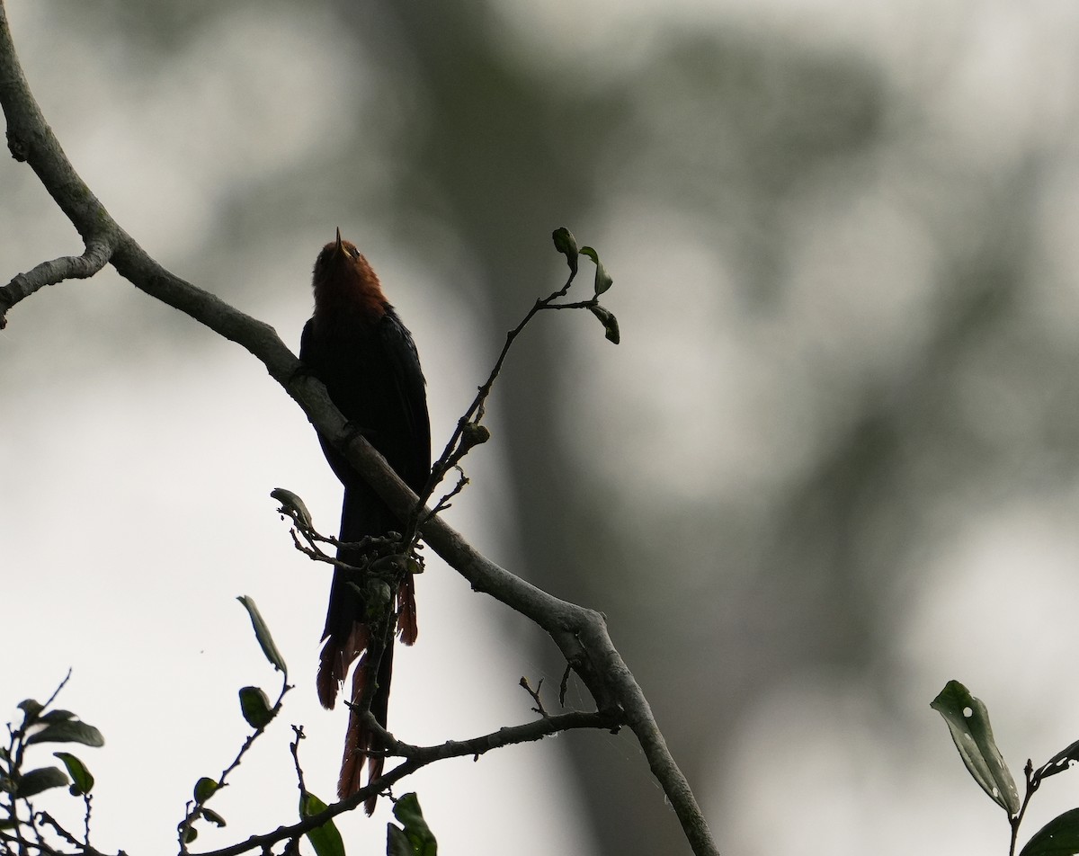 Forest Scimitarbill - ML637047433