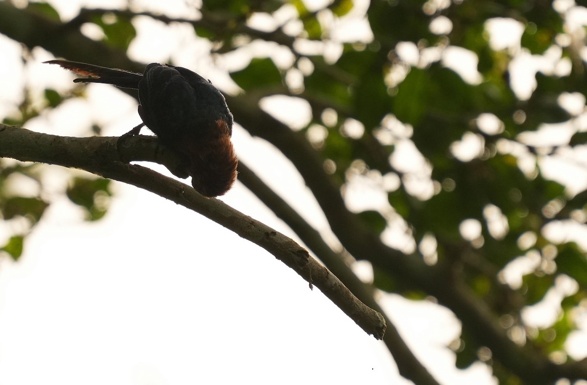Forest Scimitarbill - ML637047439