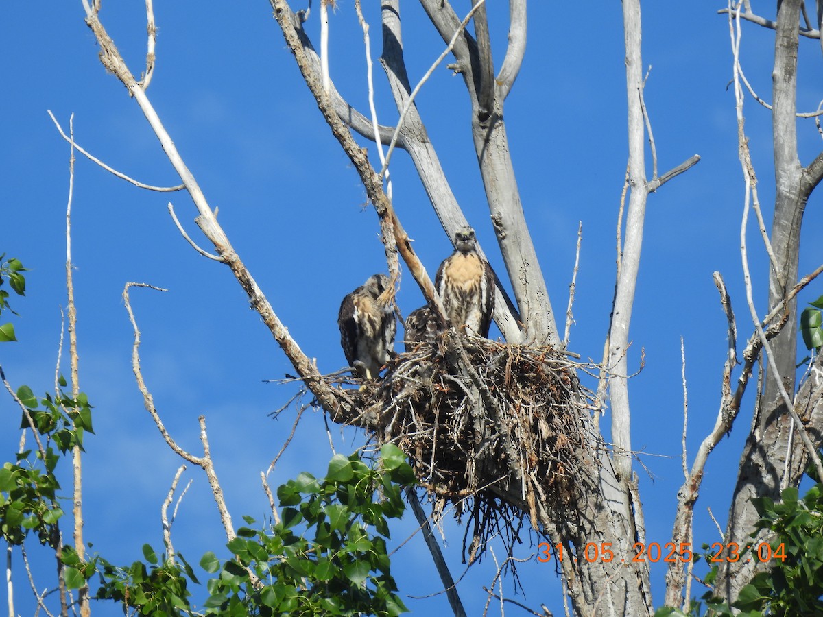 Red-tailed Hawk - ML637047440