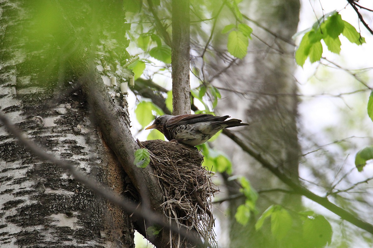 Fieldfare - ML637047442