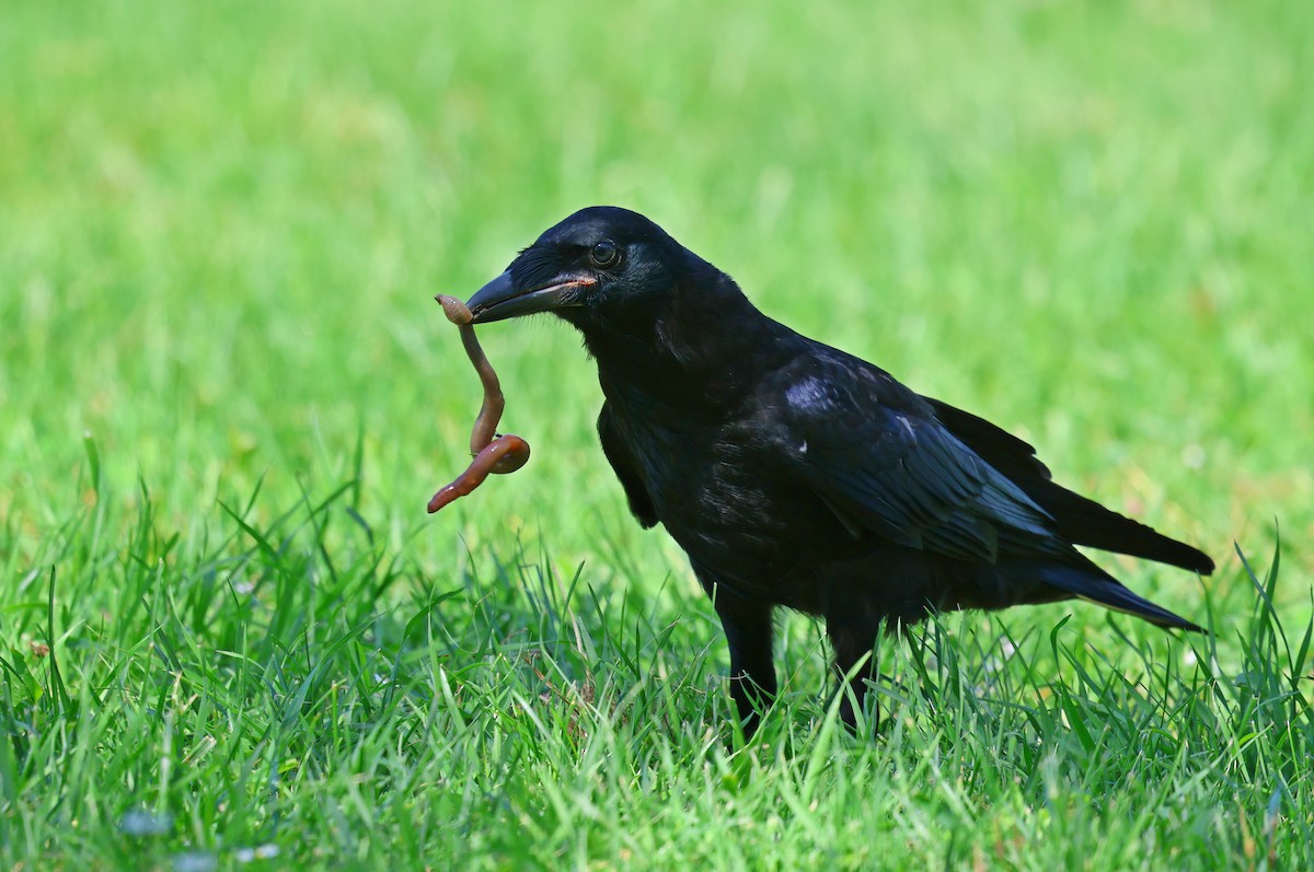 Rook - ML637047445