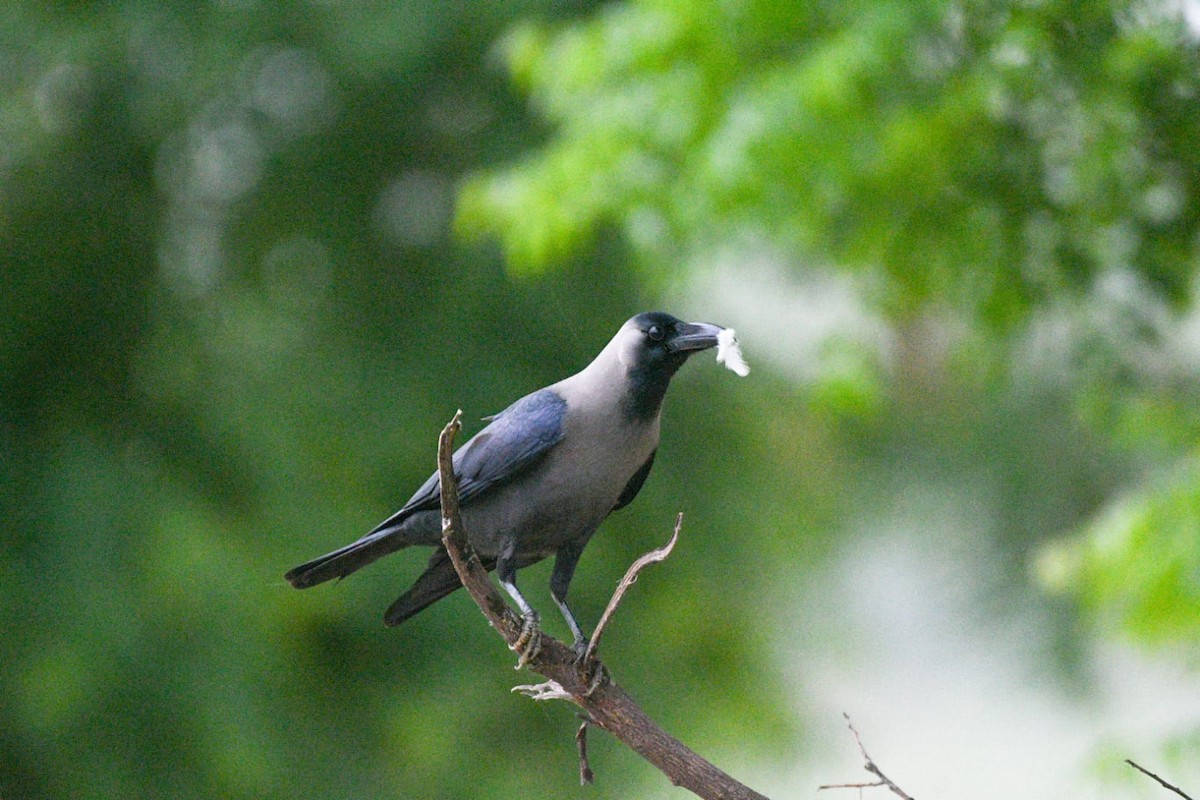 House Crow - ML637047447