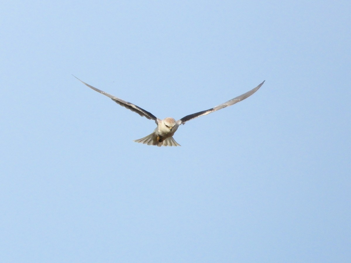 Black-winged Kite - ML637047449