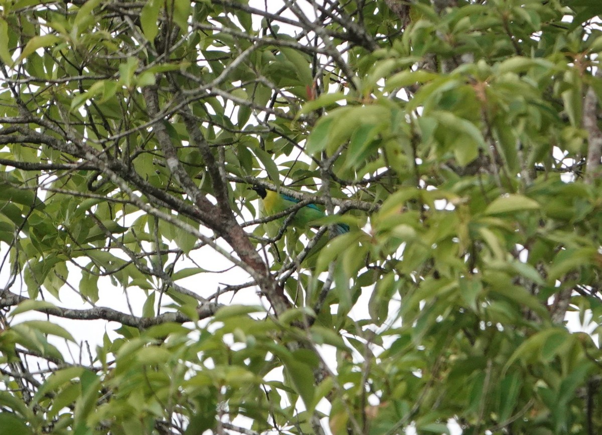 Blue-winged Leafbird - ML637047452