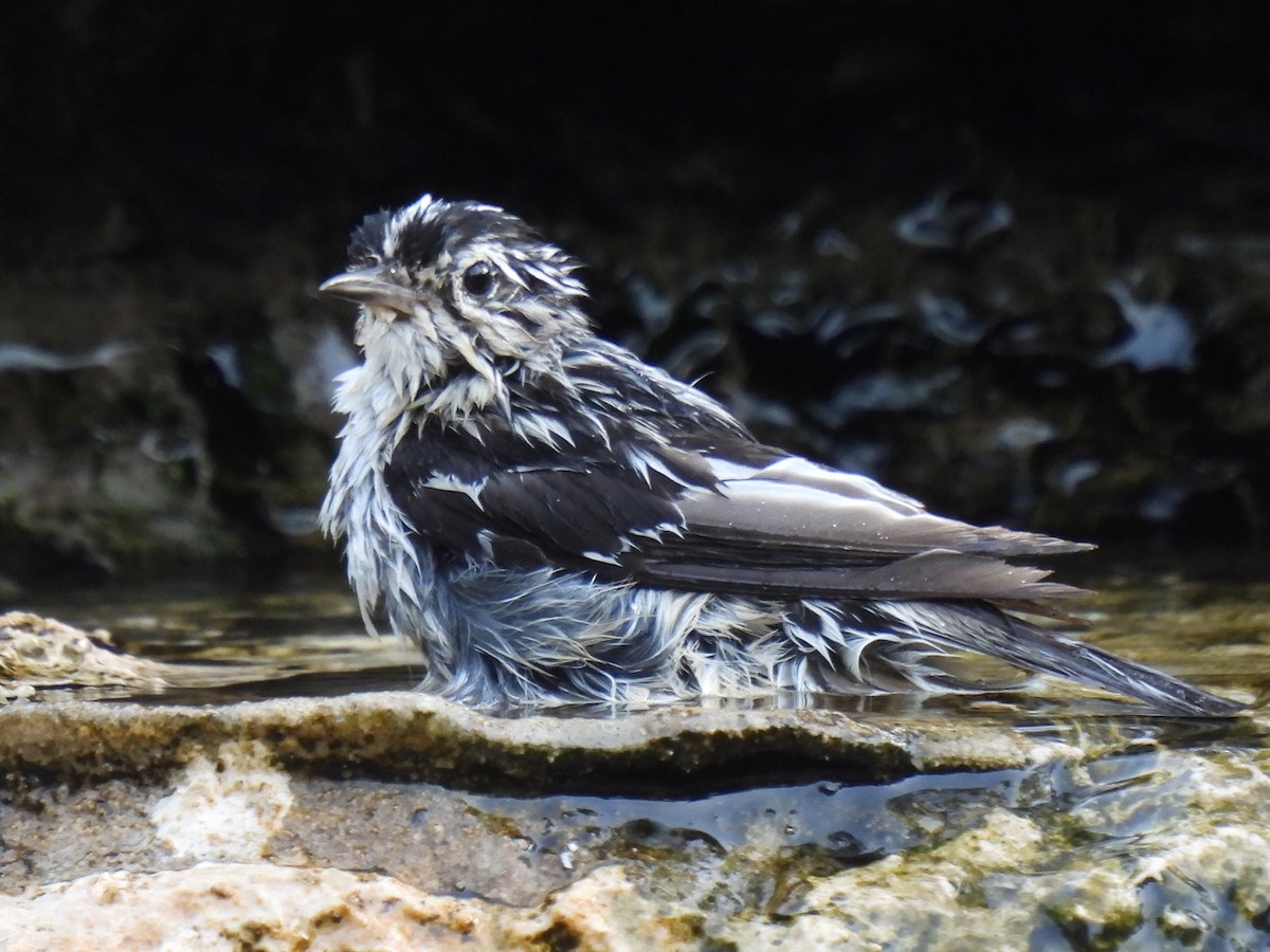 Black-and-white Warbler - ML637047453