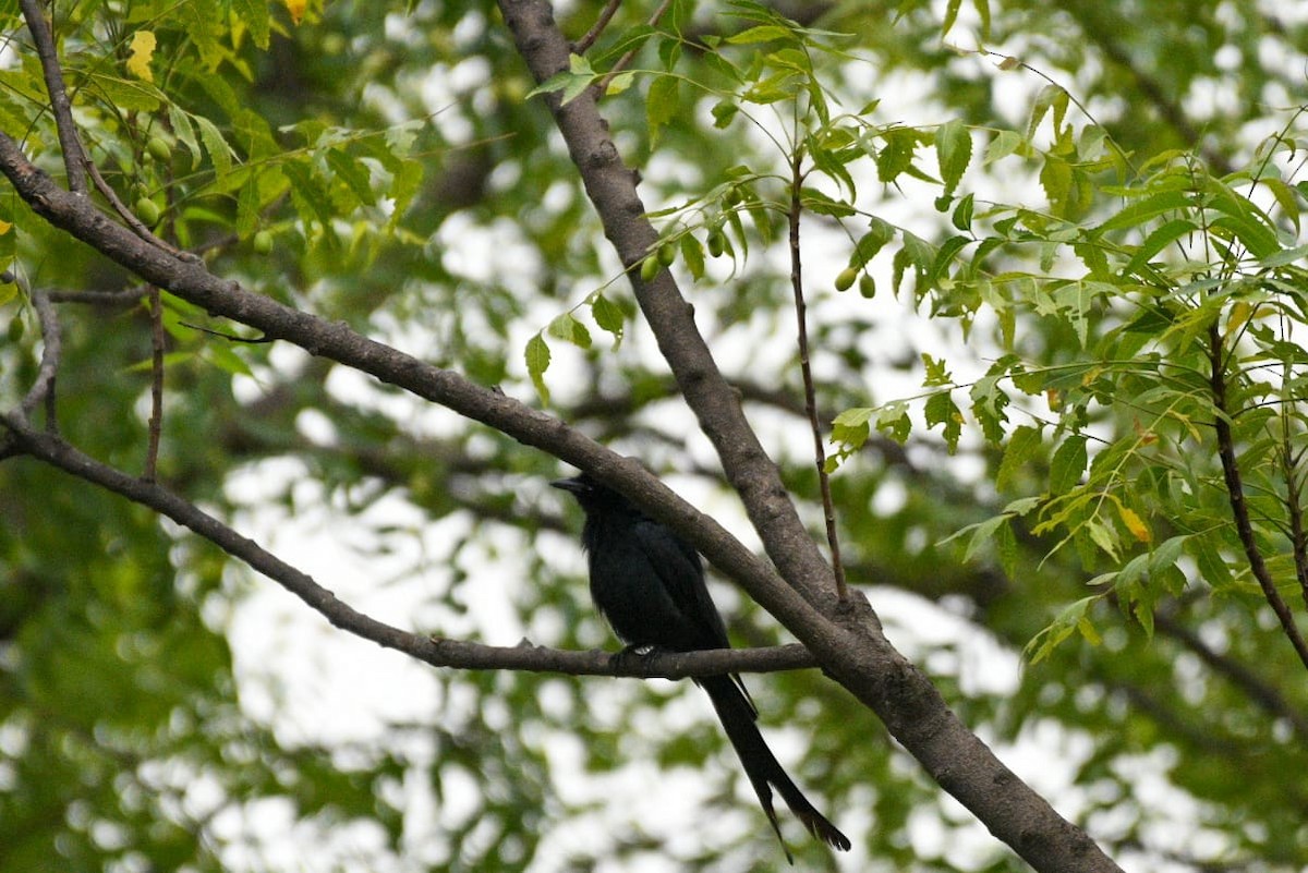 Black Drongo - ML637047456