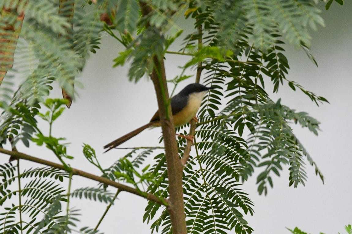 Ashy Prinia - ML637047459