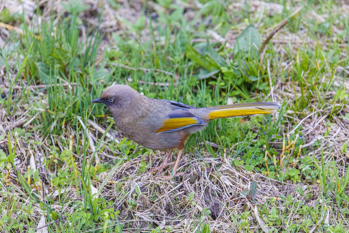 Elliot's Laughingthrush - ML637047471