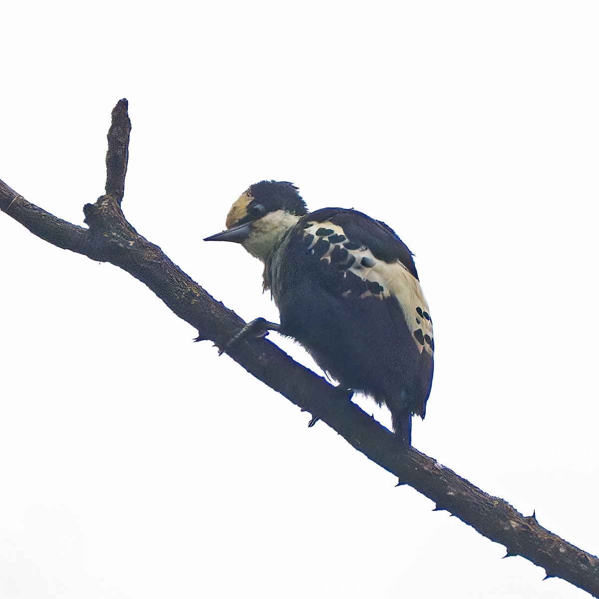 Heart-spotted Woodpecker - ML637047489