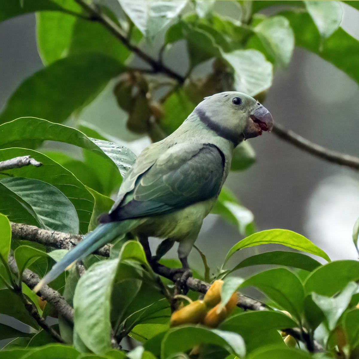Malabar Parakeet - ML637047492