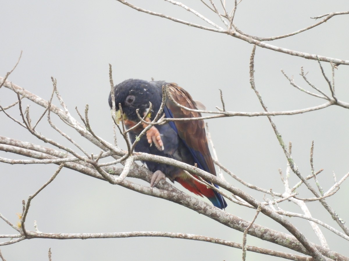 Bronze-winged Parrot - ML637047493