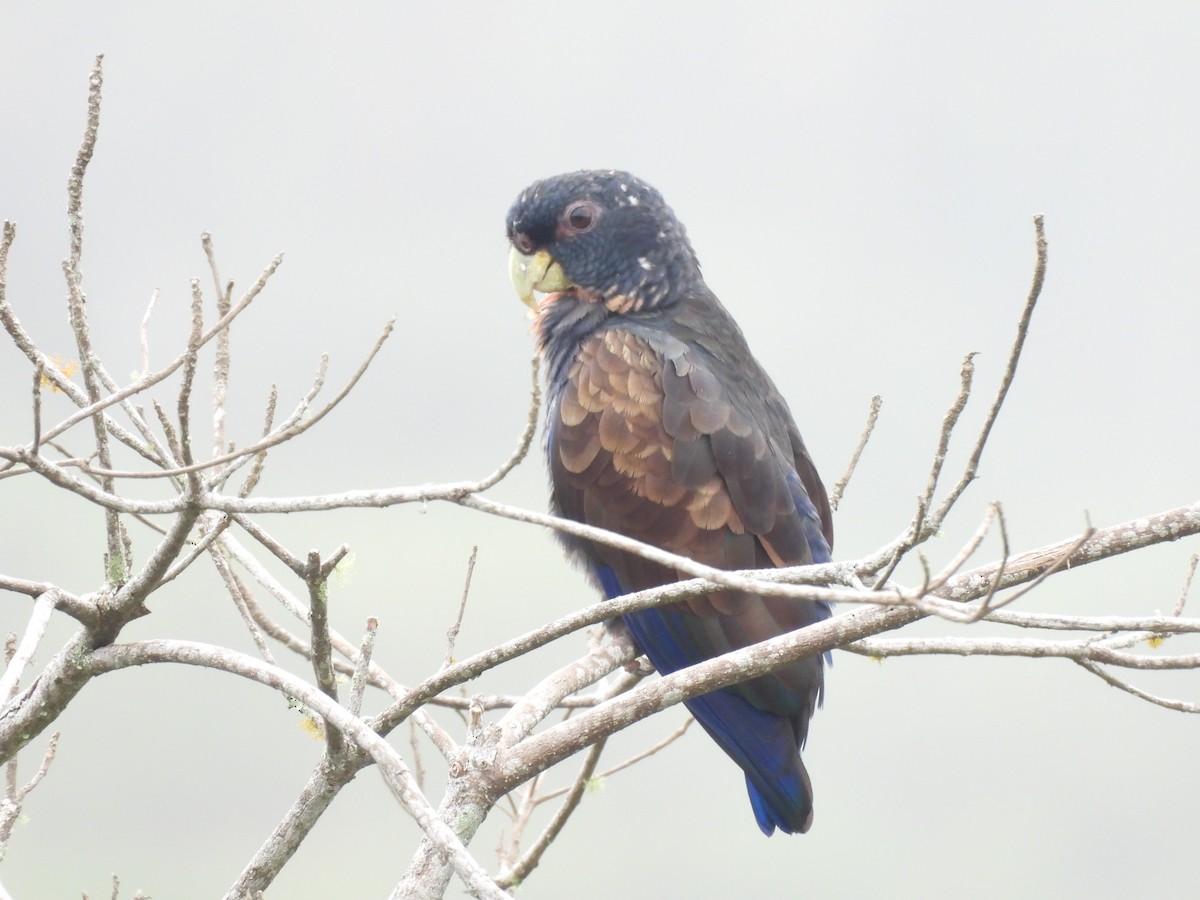 Bronze-winged Parrot - ML637047494