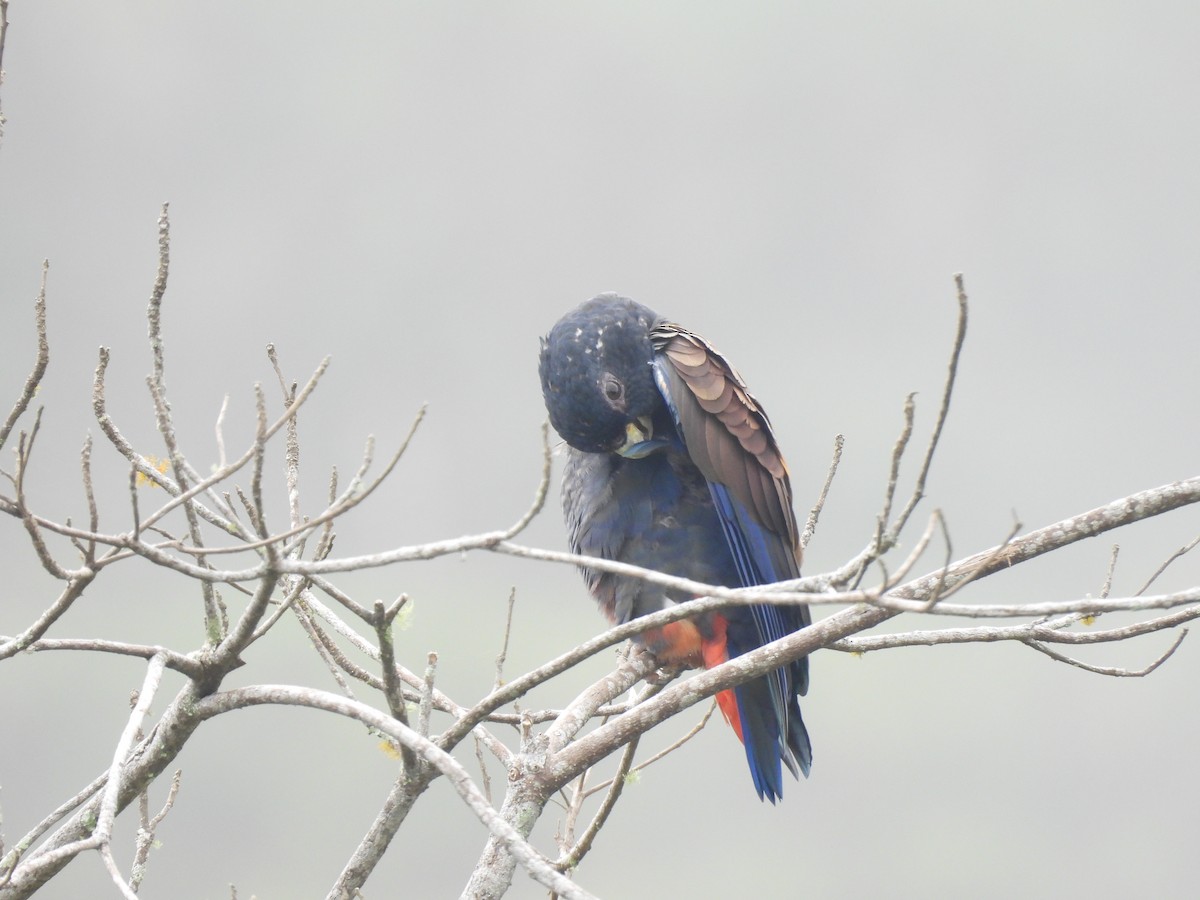 Bronze-winged Parrot - ML637047495