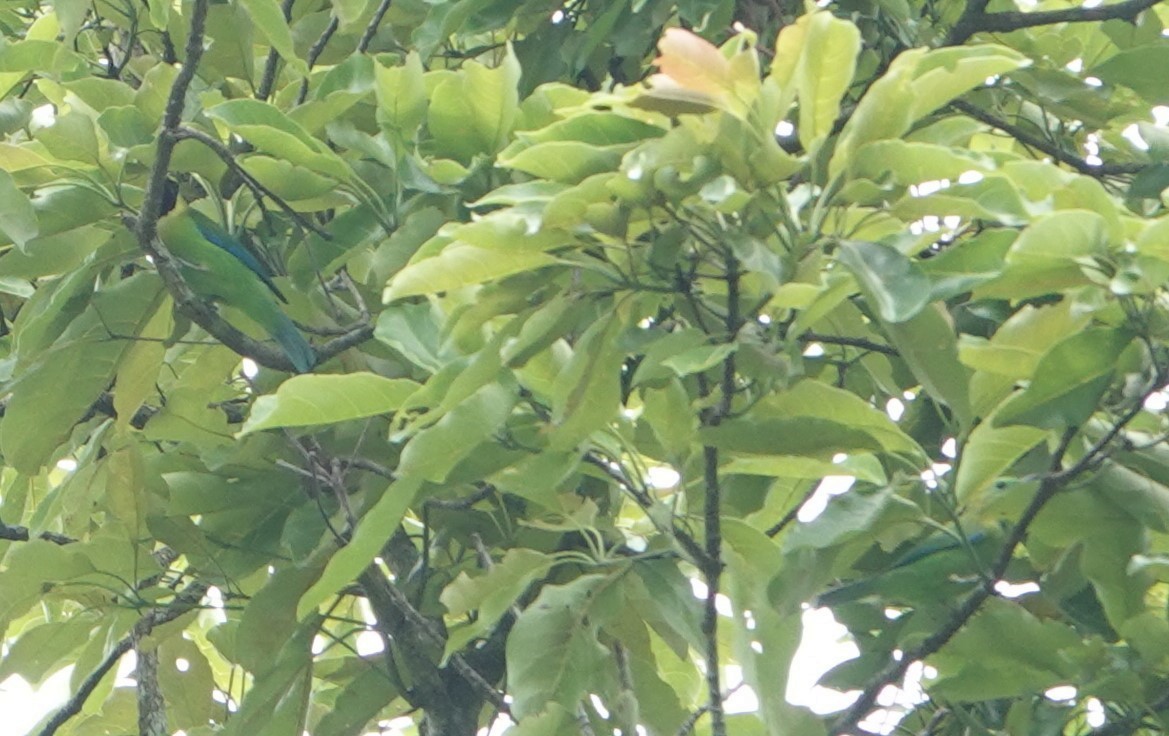 Blue-winged Leafbird - ML637047498