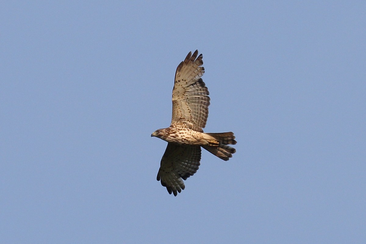 Broad-winged Hawk - ML637047508