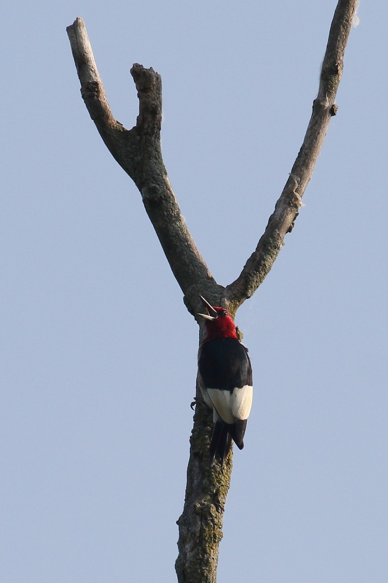 Red-headed Woodpecker - ML637047573