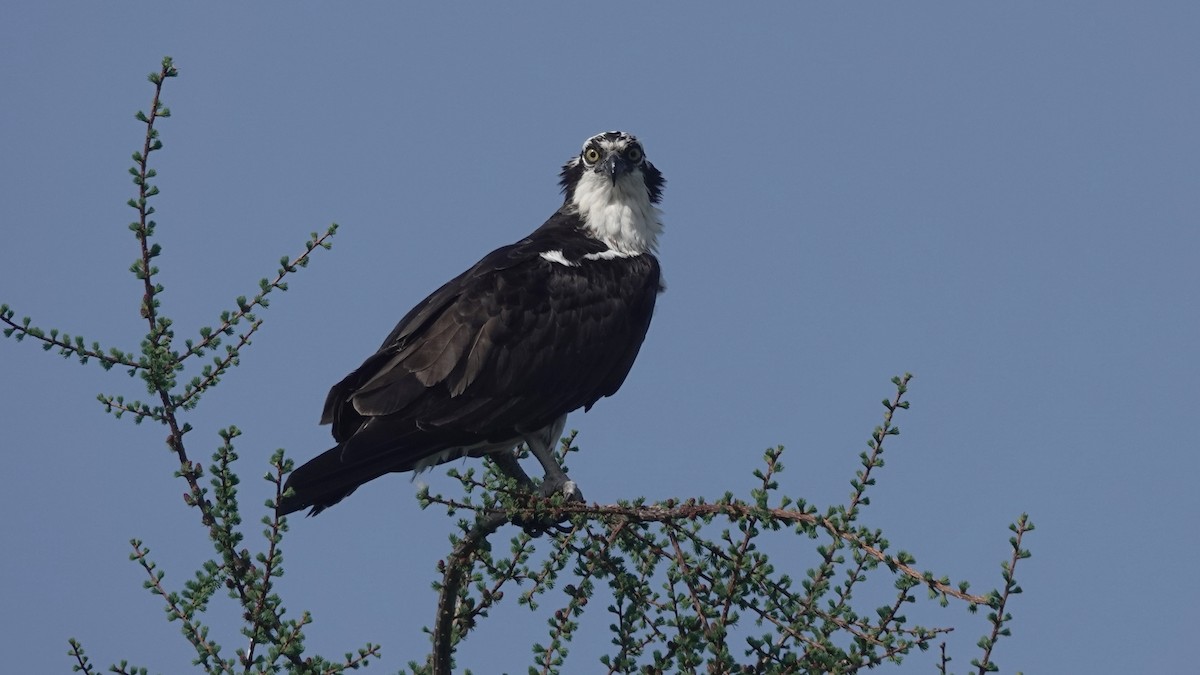 Osprey - ML637047611