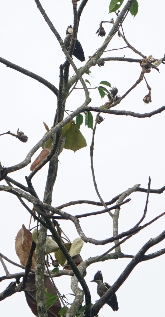 Heart-spotted Woodpecker - ML637047634