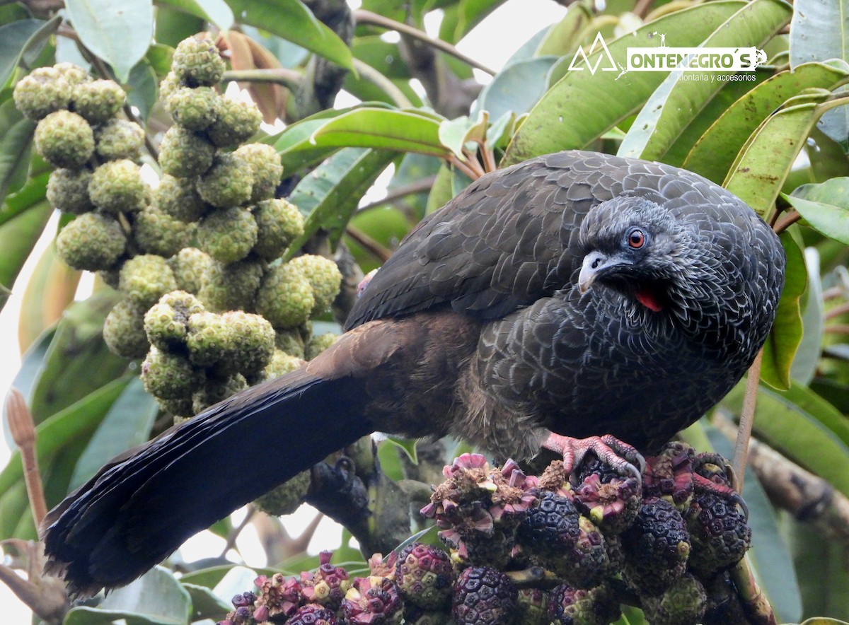 Andean Guan - ML637047667
