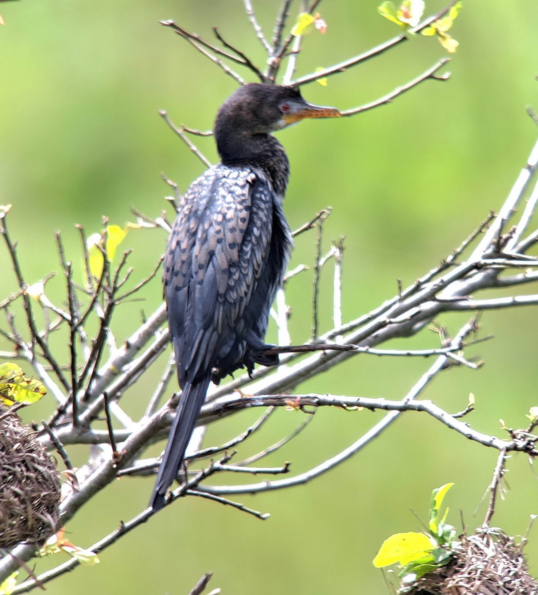 アフリカコビトウ - ML637047676