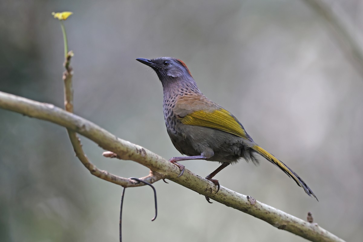 Assam Laughingthrush - ML637047719