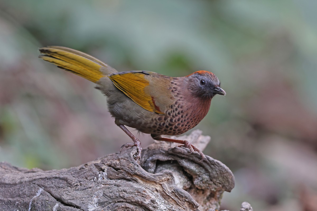 Assam Laughingthrush - ML637047720