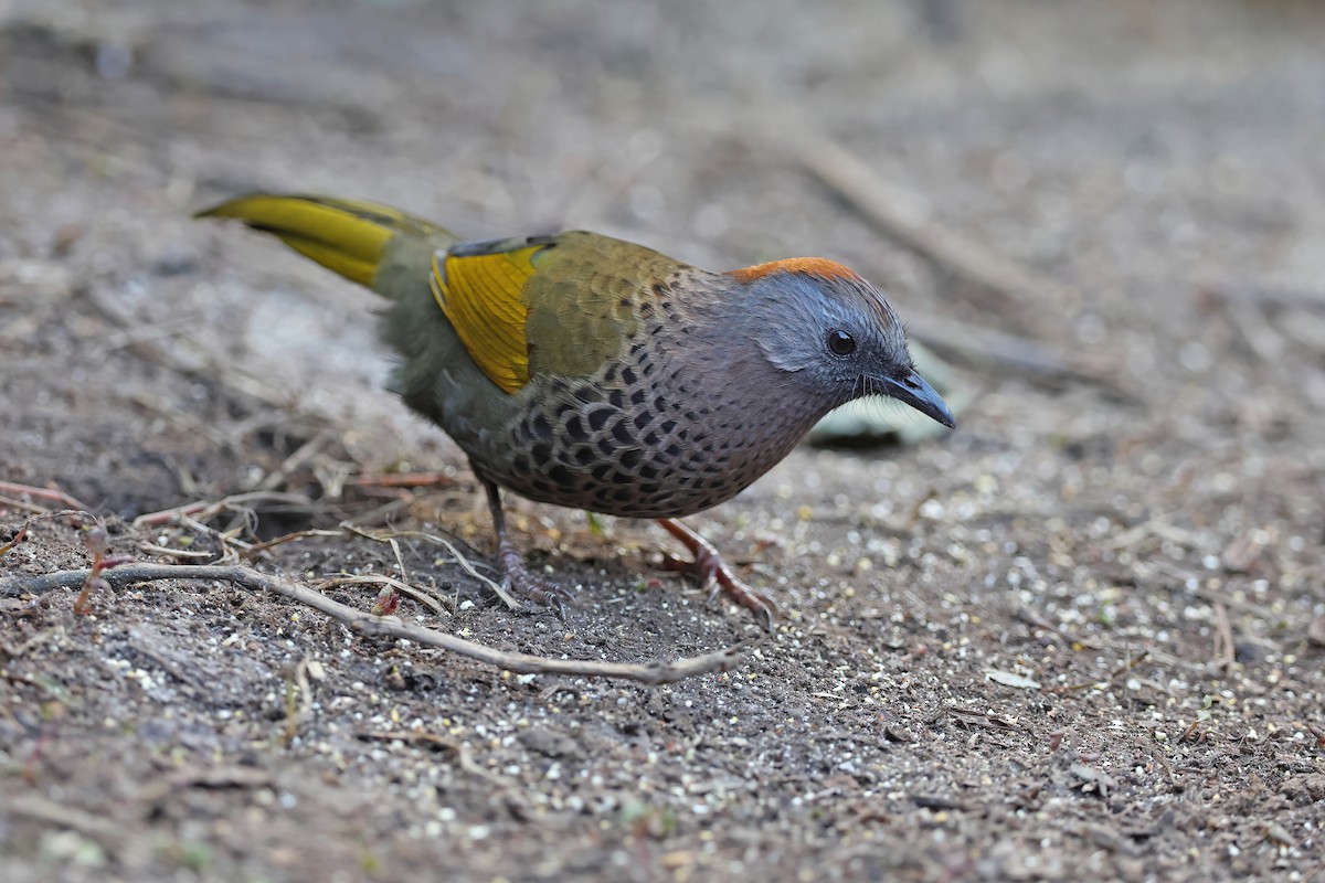 Assam Laughingthrush - ML637047725