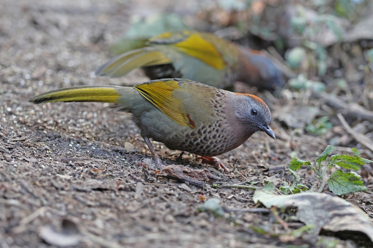 Assam Laughingthrush - ML637047728