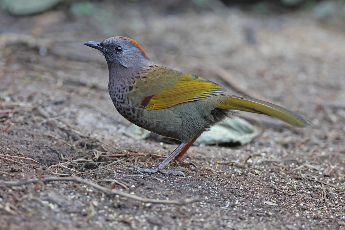 Assam Laughingthrush - ML637047729