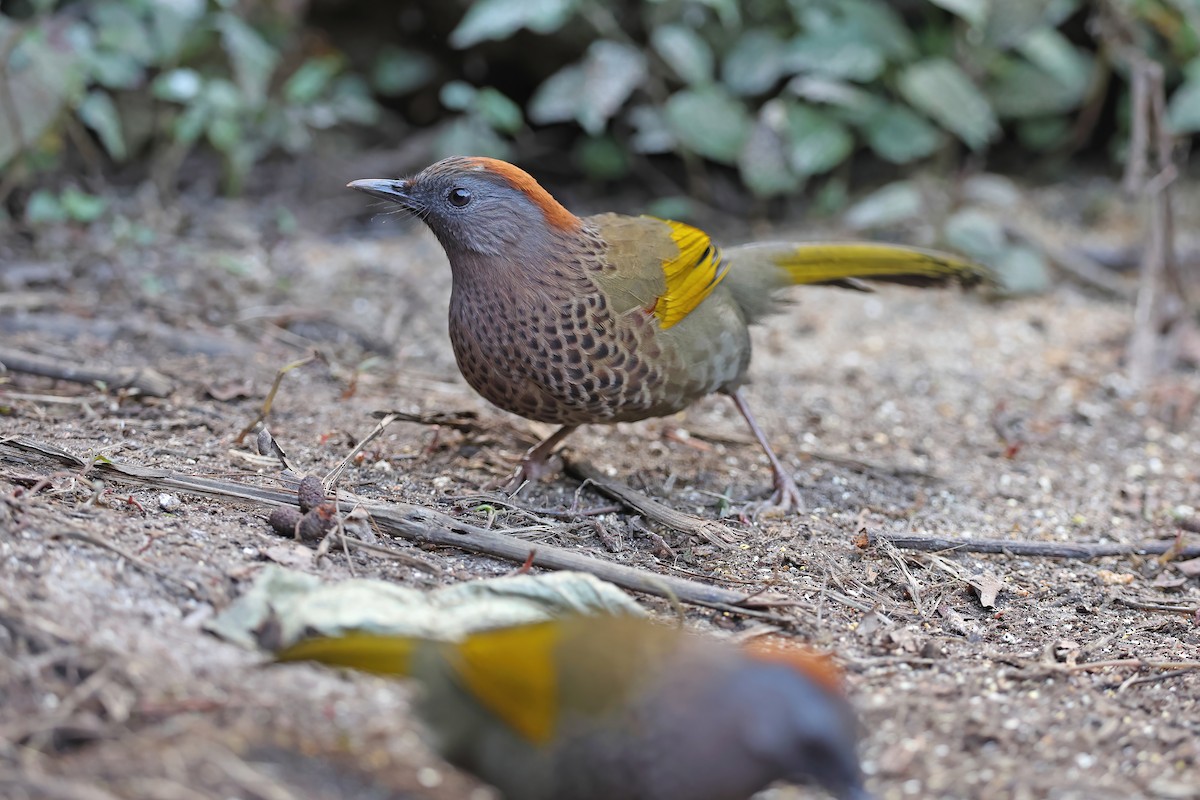 Assam Laughingthrush - ML637047730