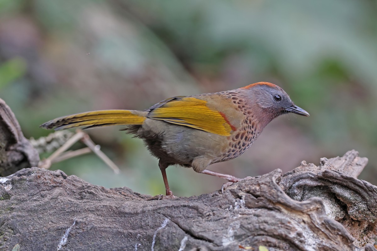 Assam Laughingthrush - ML637047731
