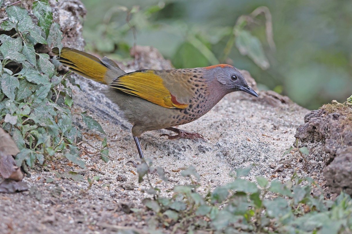 Assam Laughingthrush - ML637047732
