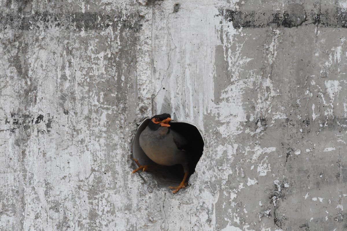 Bank Myna - ML637047794