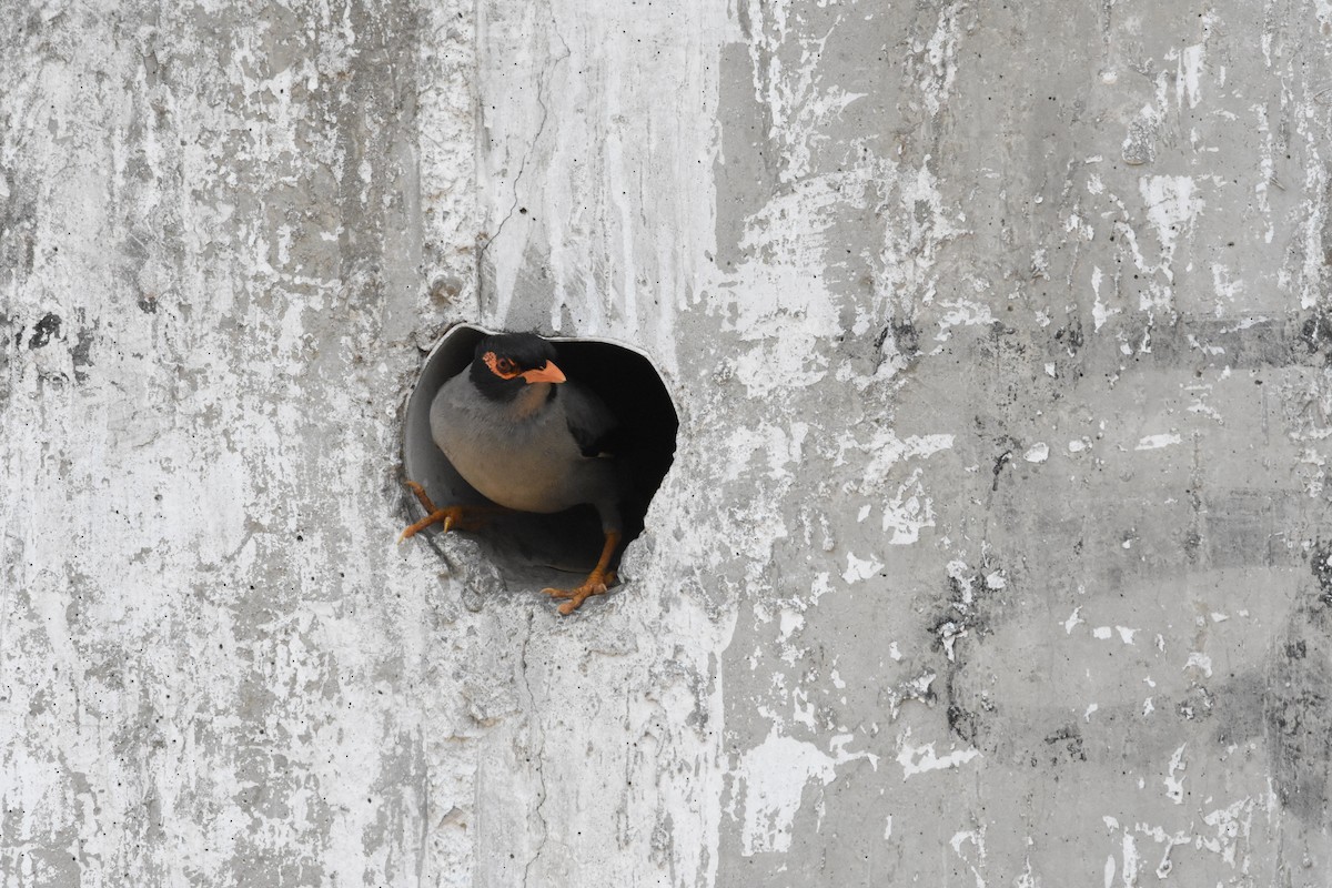 Bank Myna - ML637047795
