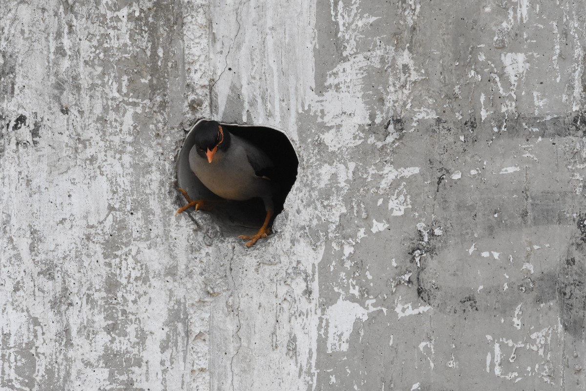 Bank Myna - ML637047799