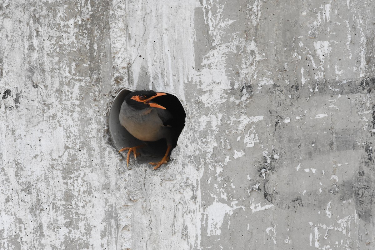 Bank Myna - ML637047800
