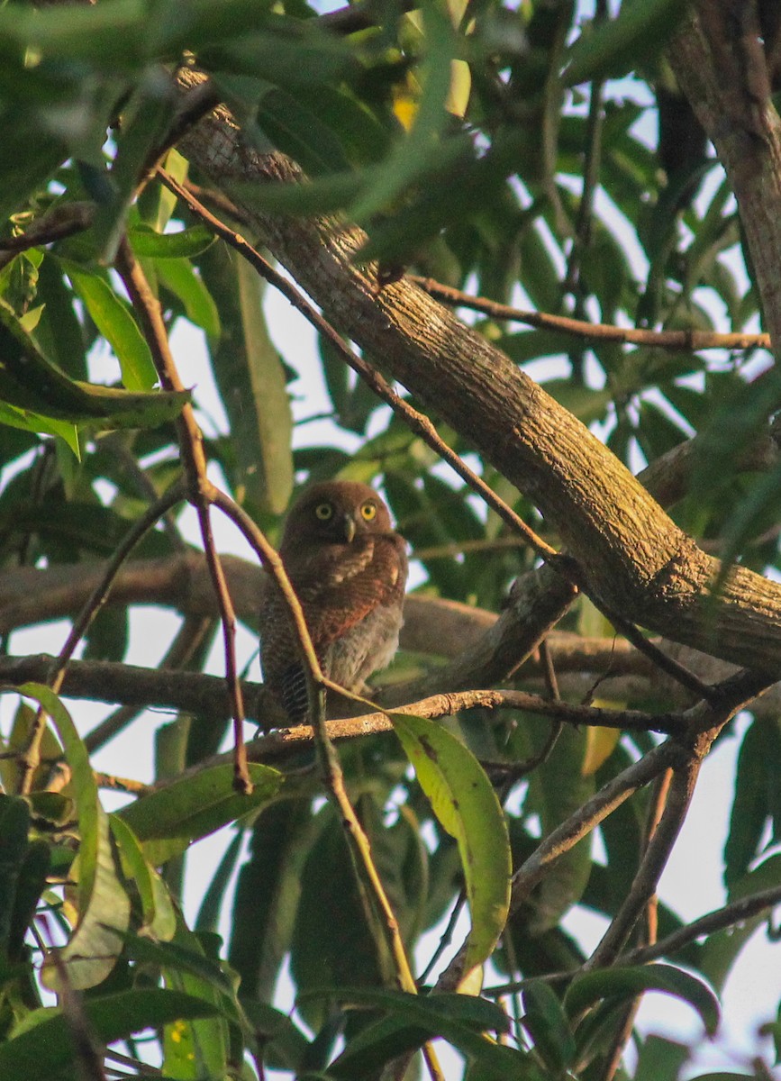 Jungle Owlet - ML637047803