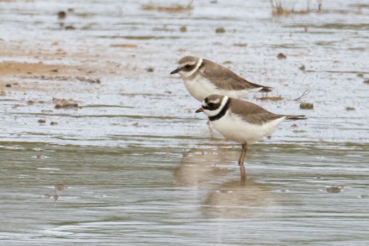 Common Ringed Plover - ML637047805