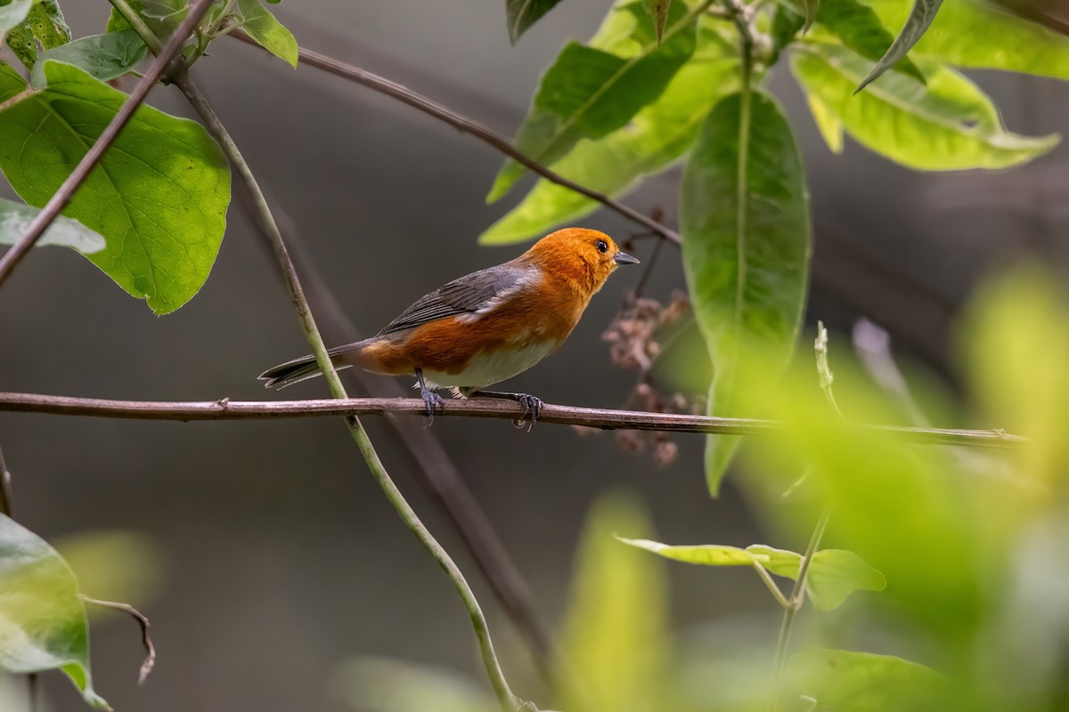 Rufous-chested Tanager - ML637047806