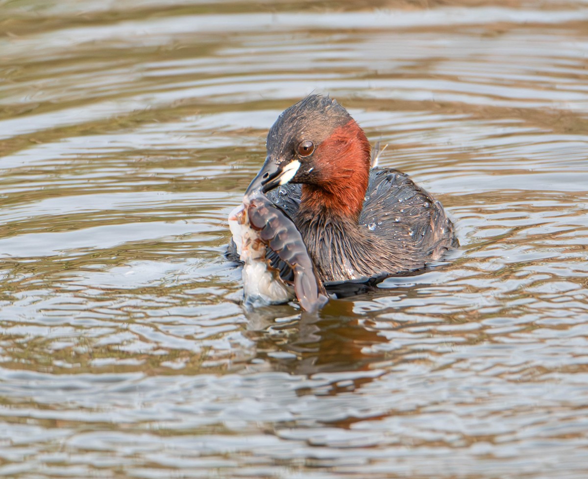 Little Grebe - ML637047808