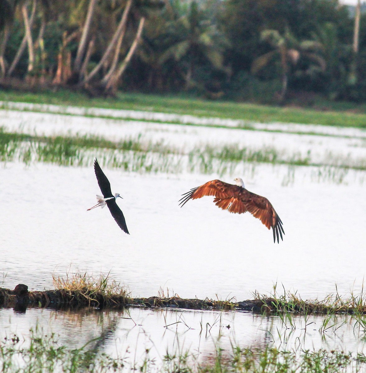 Black-winged Stilt - ML637047810