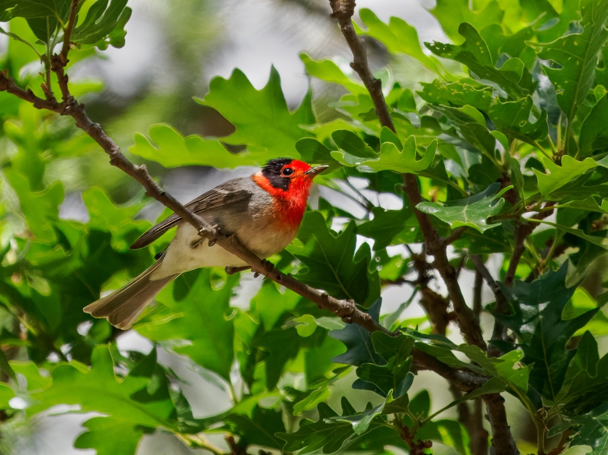 Red-faced Warbler - ML637047811